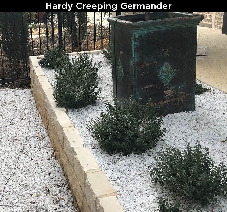 Hardy Creeping Germander