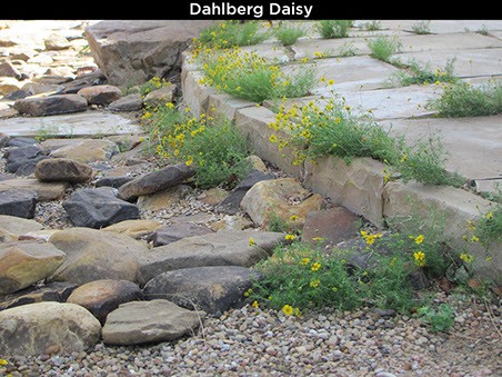 Dahlberg Daisy