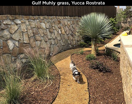 Gulf Muhly Grass, Yucca Rostrata