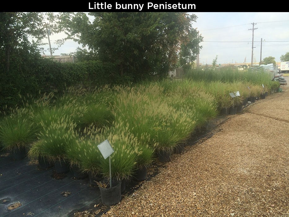 Little Bunny Penisetum