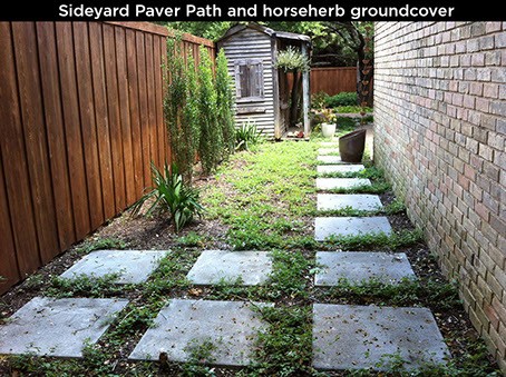 Sideyard Paver Path And Horseherb Groundcover