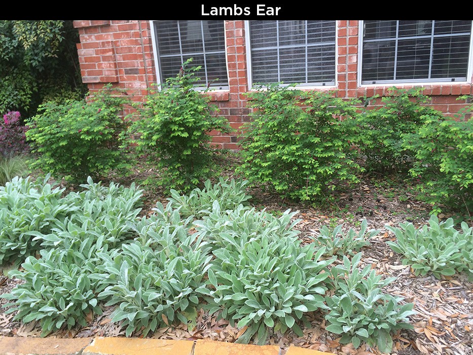 Lambs Ear