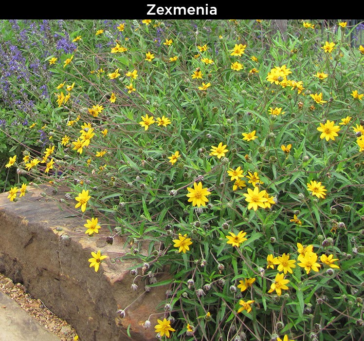 Zexmenia