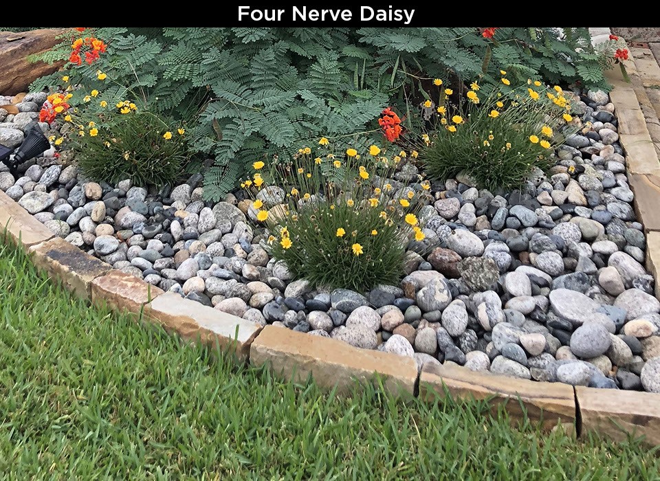 Four Nerve Daisy