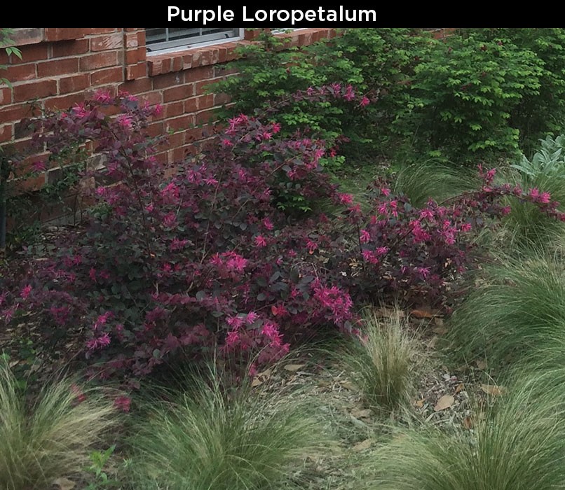 Purple Loropetalum