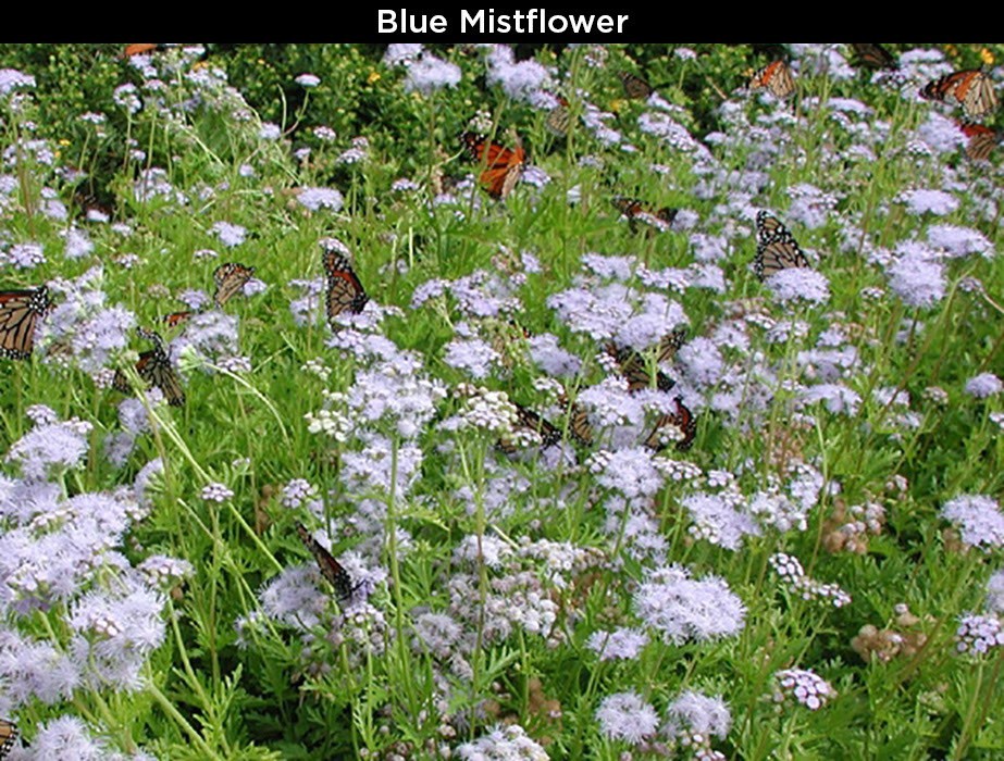 Blue Mistflower