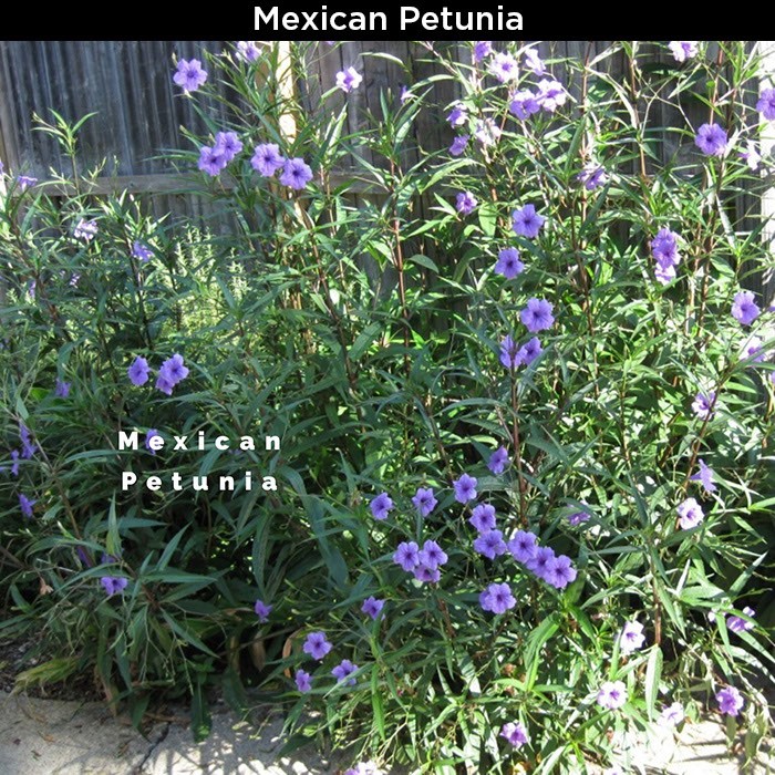 Mexican Petunia
