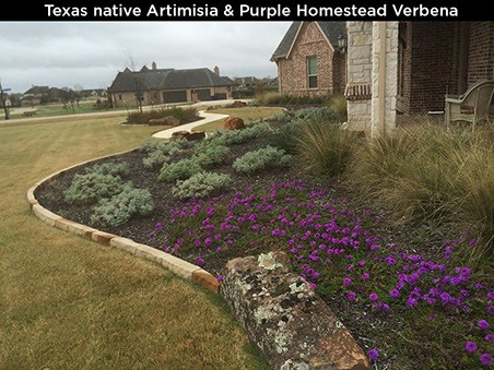 Texas Native Artimisia & Purple Homestead Verbena