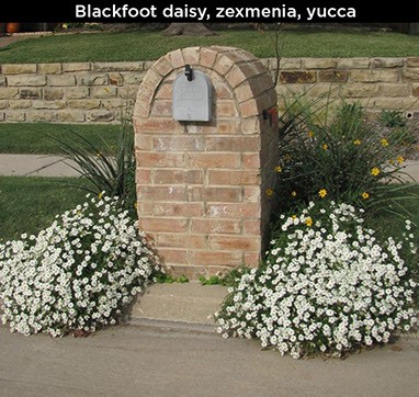 Blackfoot Daisy, Zexmenia, Yucca