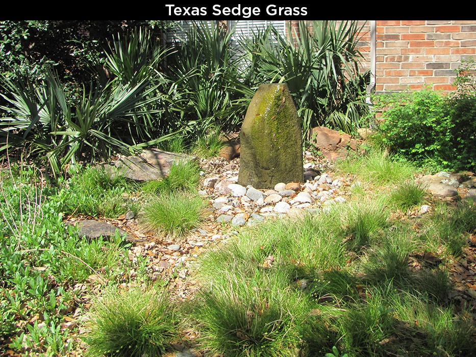Texas Sedge Grass
