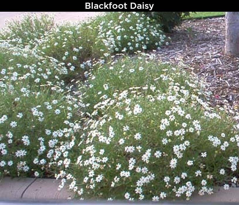Blackfoot Daisy