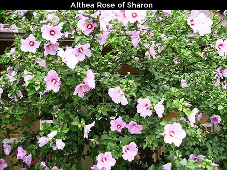 Althea Rose of Sharon