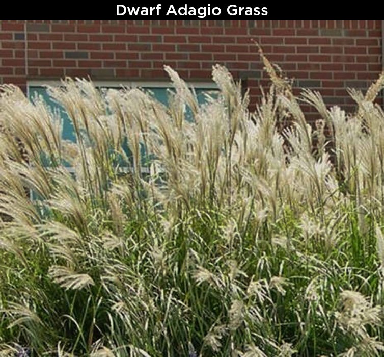 Dwarf Adagio Grass