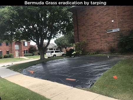 Bermuda Grass Eradication By Tarping