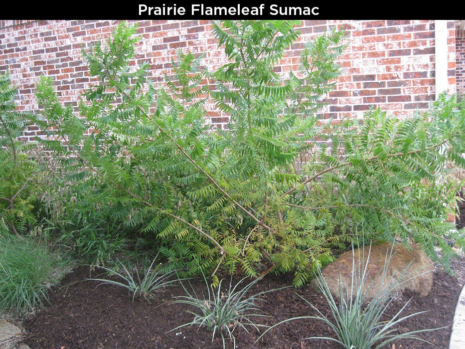 Prairie Flameleaf Sumac