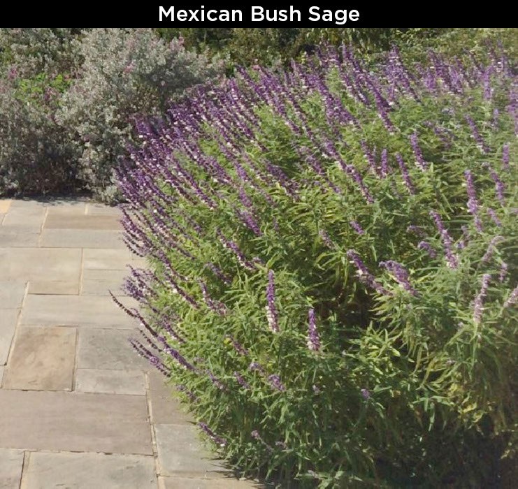 Mexican Bush Sage