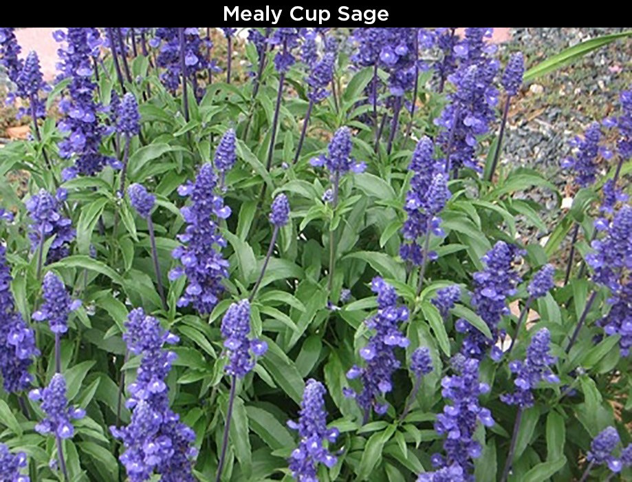 Mealy Cup Sage