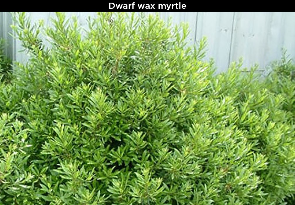 Dwarf Wax Myrtle