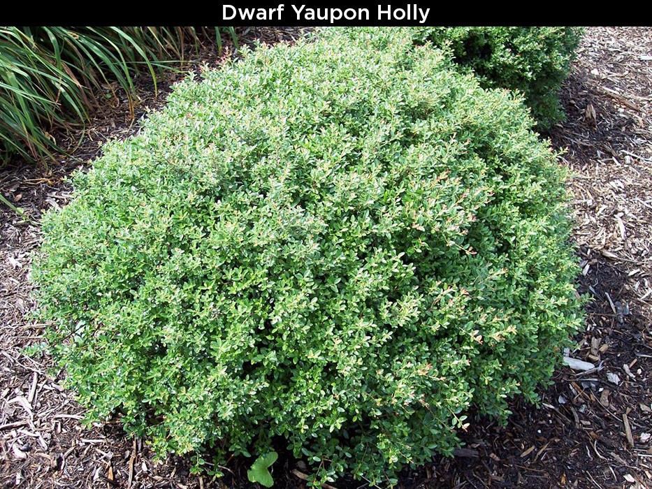 Dwarf Yaupon Holly