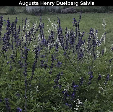 Augusta Henry Duelberg Salvia
