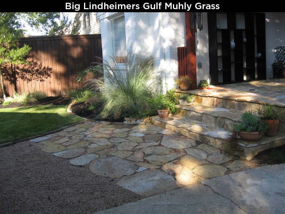 Big Lindheimers Gulf Muhly Grass