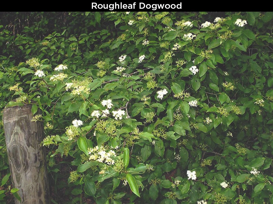 Roughleaf Dogwood