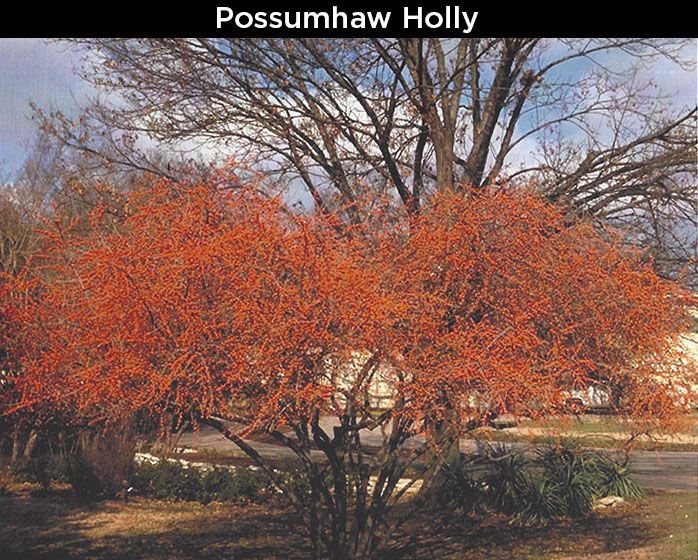 Possumhaw Holly