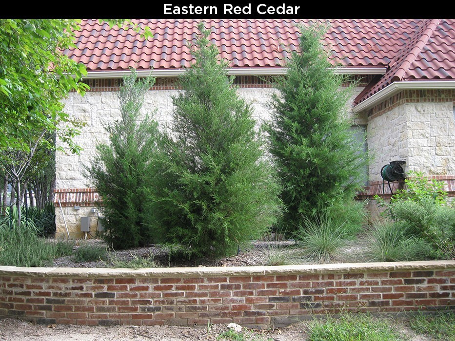 Eastern Red Cedar