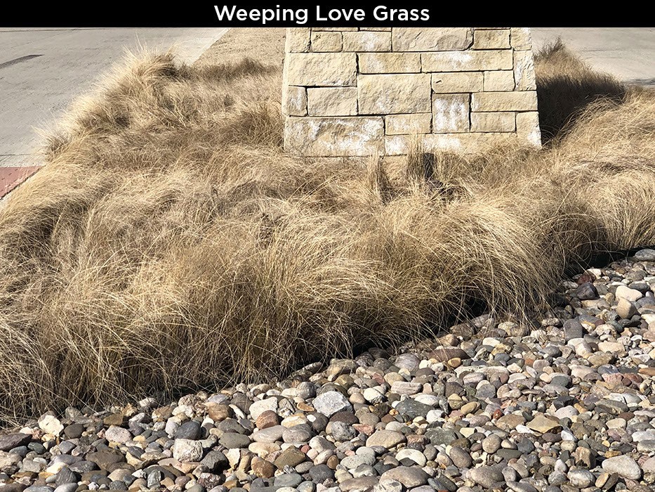 Weeping Love Grass