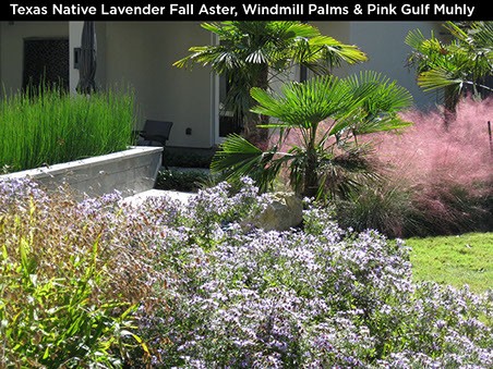 Texas Native Lavender Fall Aster, Windmill Palms & Pink Gulf Muhly