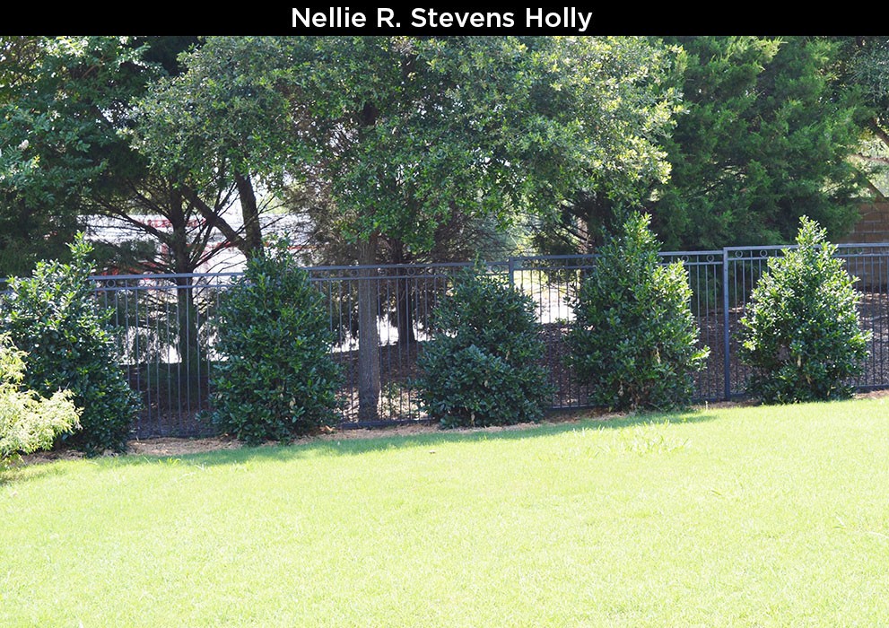Nellie R. Stevens Holly