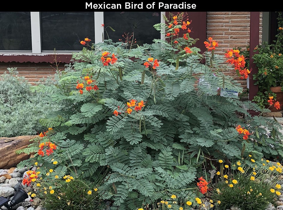 Mexican Bird of Paradise