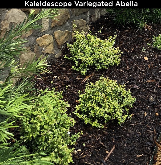 Kaleidescope Variegated Abelia