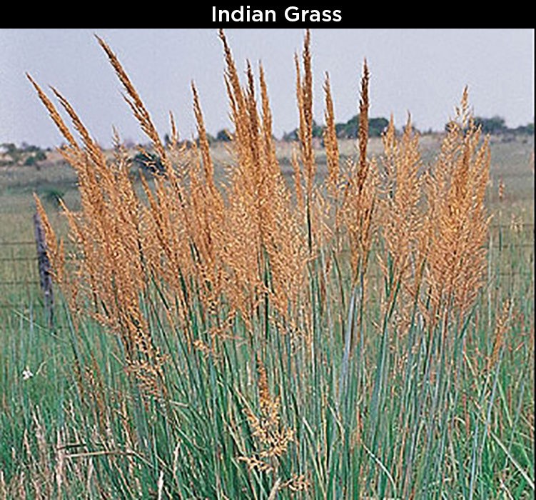 Indian Grass