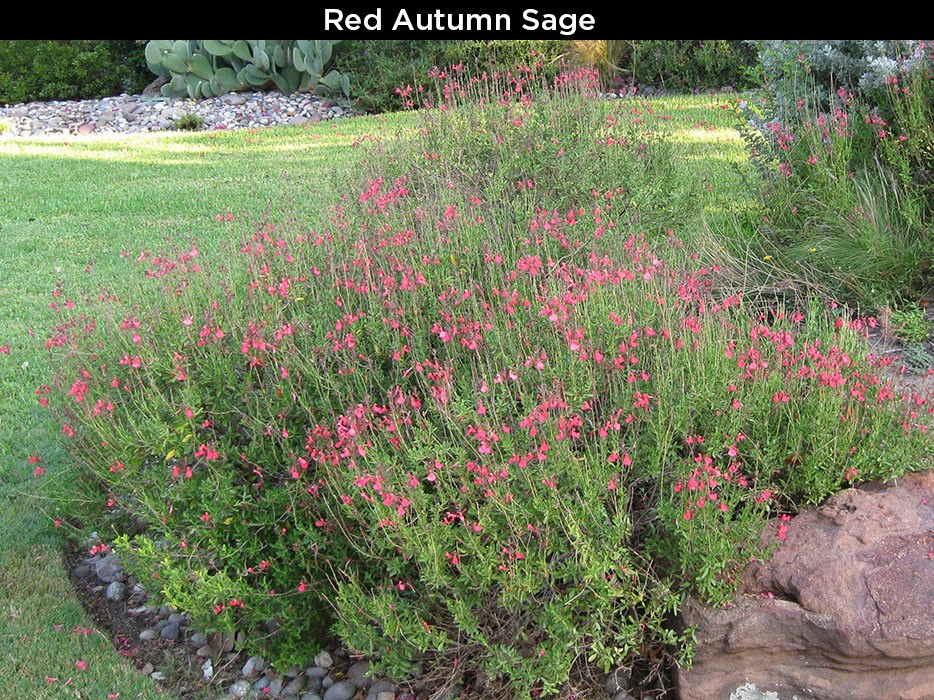 Red Autumn Sage