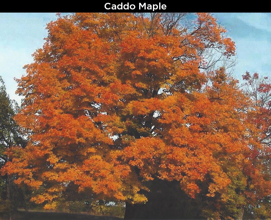 Caddo Maple